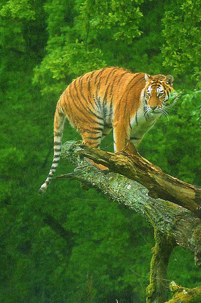 चित्र:Tiger-2.jpg