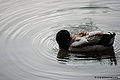 Thumbnail for version as of 07:38, 2 July 2011