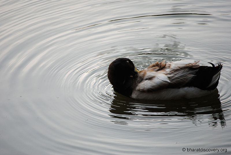 File:Duck-12.jpg