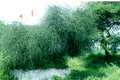 Thumbnail for version as of 11:13, 25 July 2012