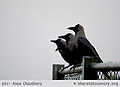 Thumbnail for version as of 07:27, 3 March 2012
