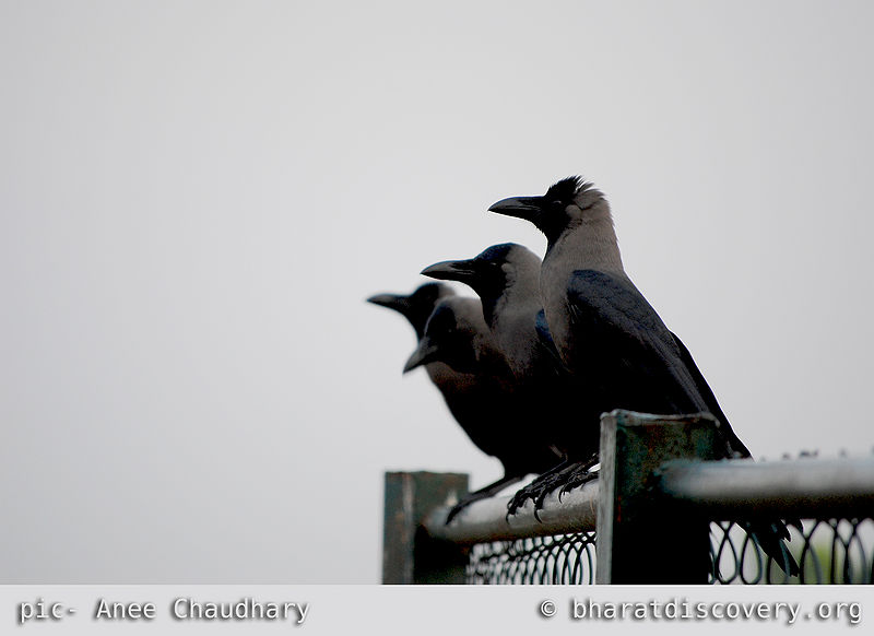 File:4-crow-meeting.jpg