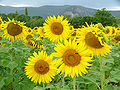 Thumbnail for version as of 11:37, 19 November 2011