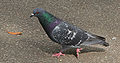 Thumbnail for version as of 04:49, 9 February 2011