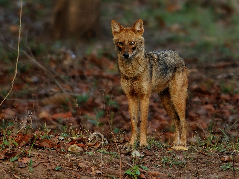 File:Jackal.jpg