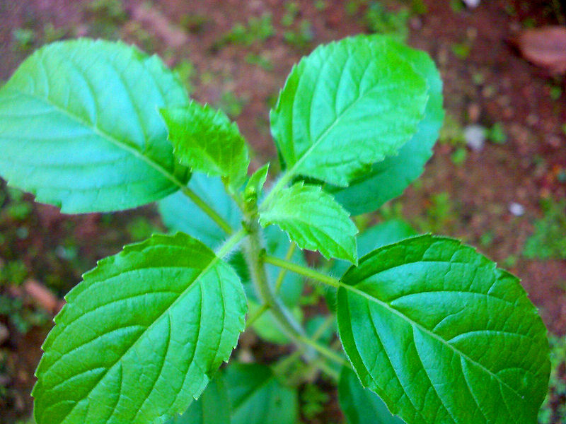 File:Tulsi-2.jpg