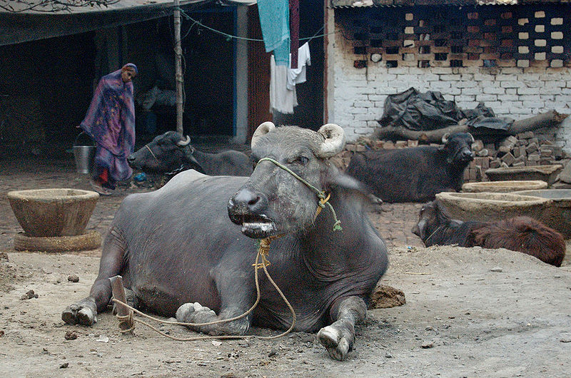 File:Buffalo-1.jpg