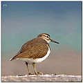 Thumbnail for version as of 05:43, 8 February 2012
