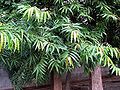 Thumbnail for version as of 07:10, 24 May 2013