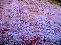Thumbnail for version as of 07:26, 27 January 2012