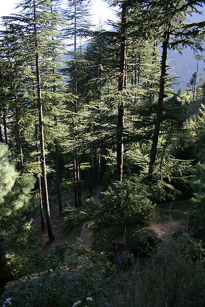 चित्र:Deodar-1.jpg