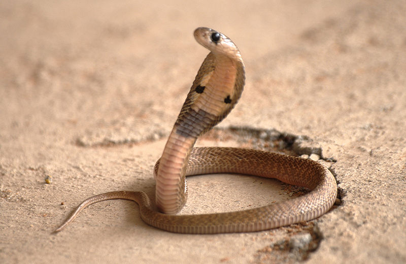 File:Indian-Cobra-2.jpg