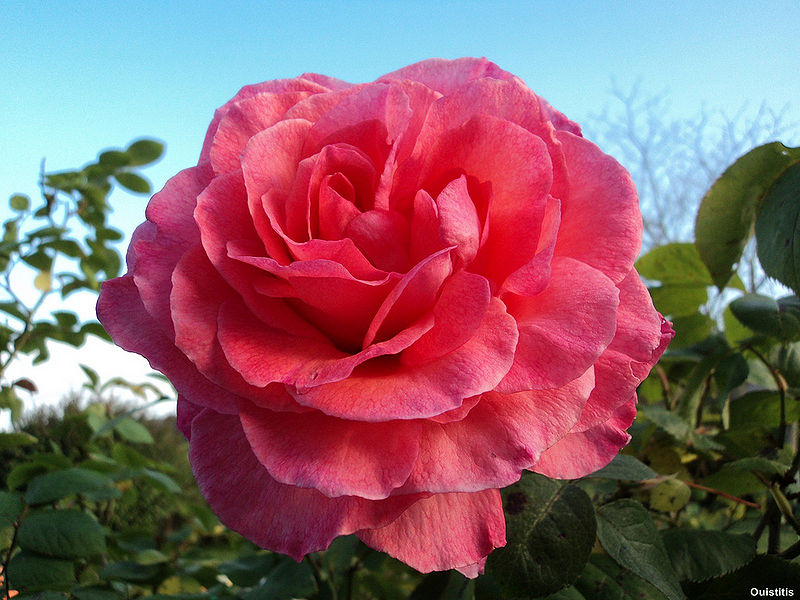 File:Rose.jpg