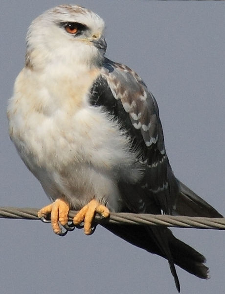 File:Black-Shouldered-Kite.jpg
