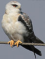 Thumbnail for version as of 11:32, 15 October 2011