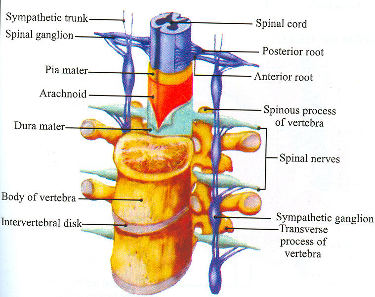 File:Spinal-Cord.jpg