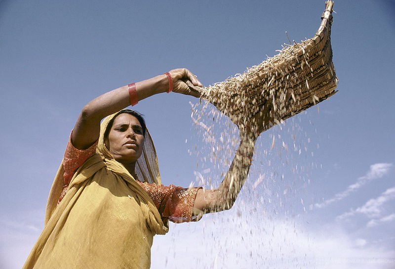File:Indian-Agriculture-2.jpg