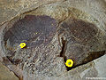 Thumbnail for version as of 09:39, 19 April 2010