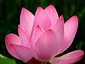 Thumbnail for version as of 07:10, 16 October 2011