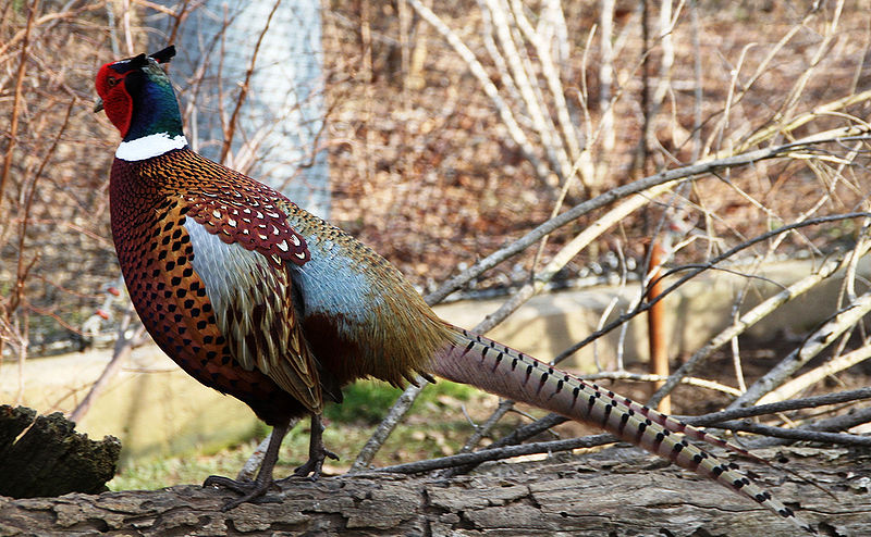 File:Pheasant-1.jpg