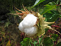 Thumbnail for version as of 08:20, 19 July 2012