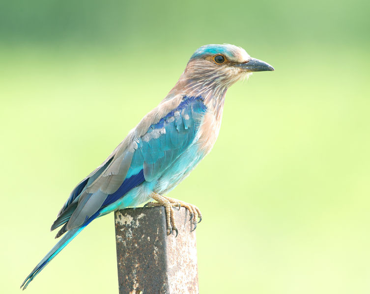 File:Indian-Jay.jpg
