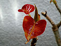 Thumbnail for version as of 16:49, 26 February 2011