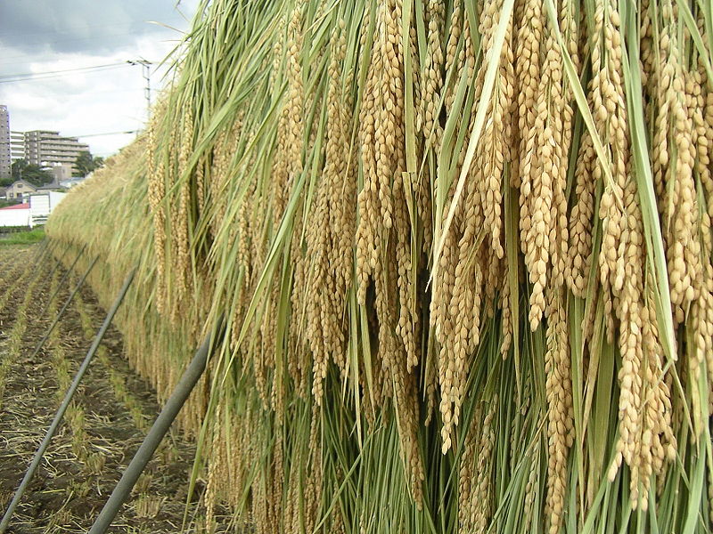 File:Rice-Field.jpg