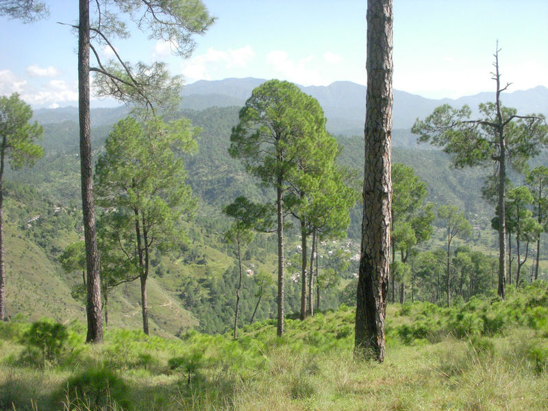 File:Almora-9.jpg