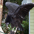 Thumbnail for version as of 07:42, 15 October 2011