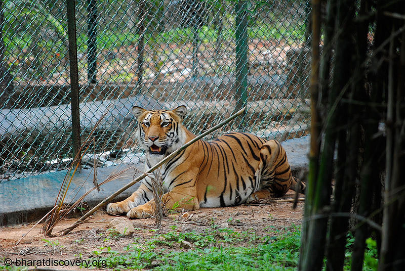 File:Tiger-8.jpg
