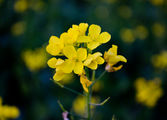 Mustard-1.jpg