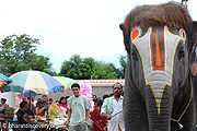 Elephant-7.jpg