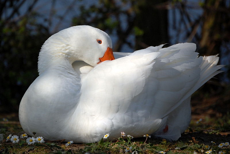 File:Goose.jpg