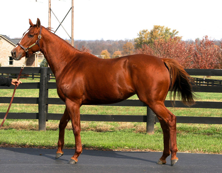 File:Horse-2.jpg