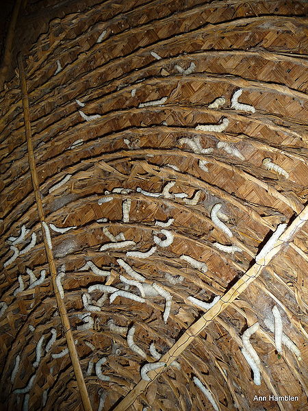 File:Silk-Manufacturing-Process.jpg