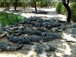 Crocodile-Bank-Chennai.jpg
