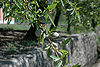 Almond-1.jpg