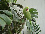 Parrot-4.jpg