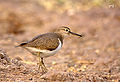 Thumbnail for version as of 05:45, 8 February 2012