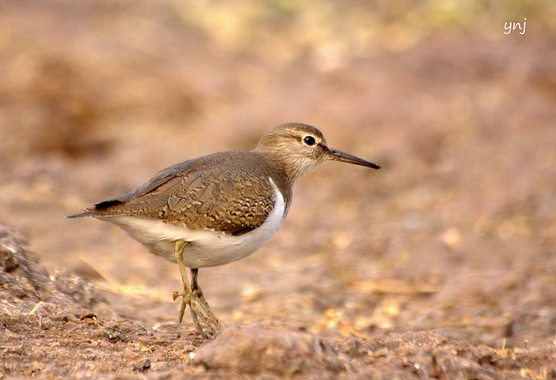 File:Sandpipers-8.jpg