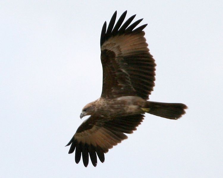 File:Kite-Bird.jpg
