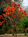 Thumbnail for version as of 09:48, 31 May 2013