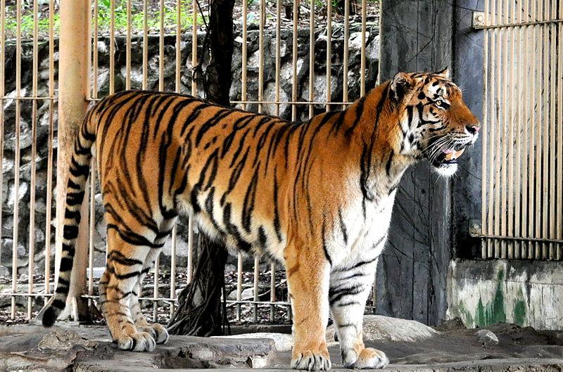 File:Tiger-5.jpg