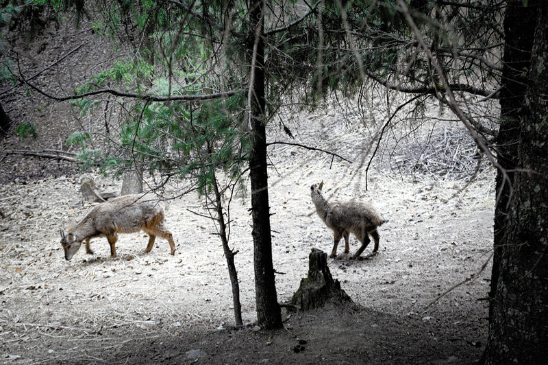 File:Himalayan-Nature-Park-Kufri.jpg