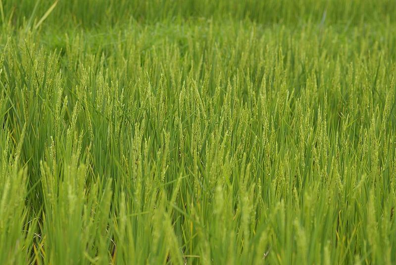 File:Rice-Harvest.jpg