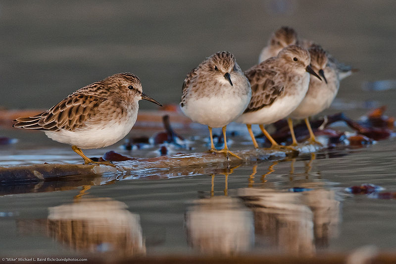 चित्र:Sandpipers.jpg