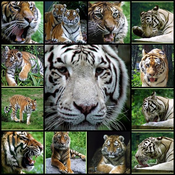 File:Tiger-3.jpg