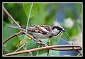 Thumbnail for version as of 11:03, 26 July 2014