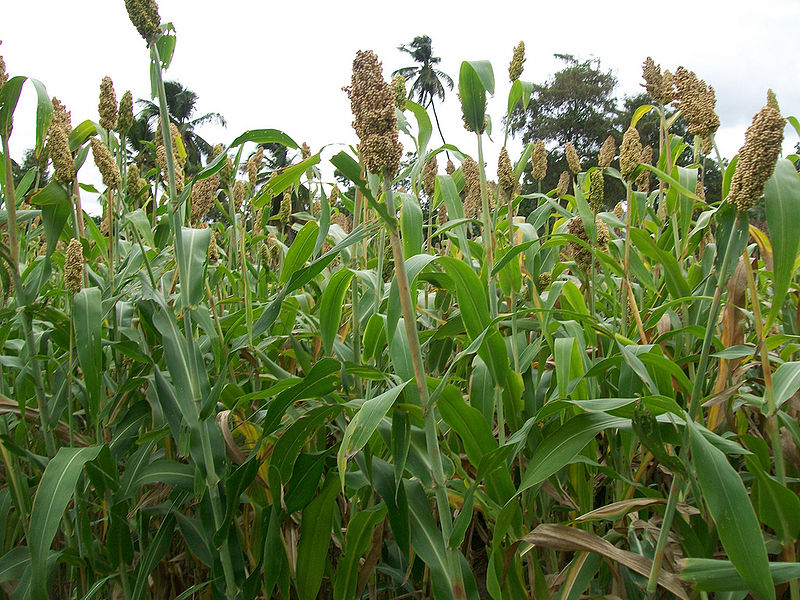 File:Sorghum-3.jpg